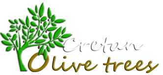 CRETAN OLIVE TREES